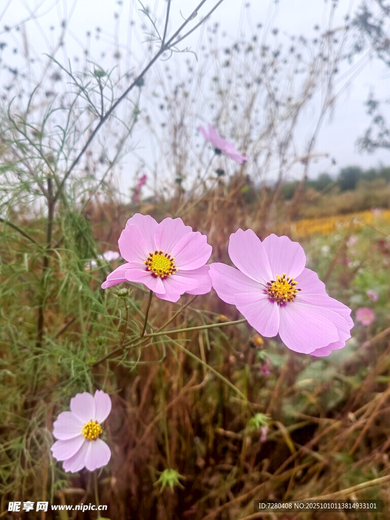田野中的美丽波斯菊
