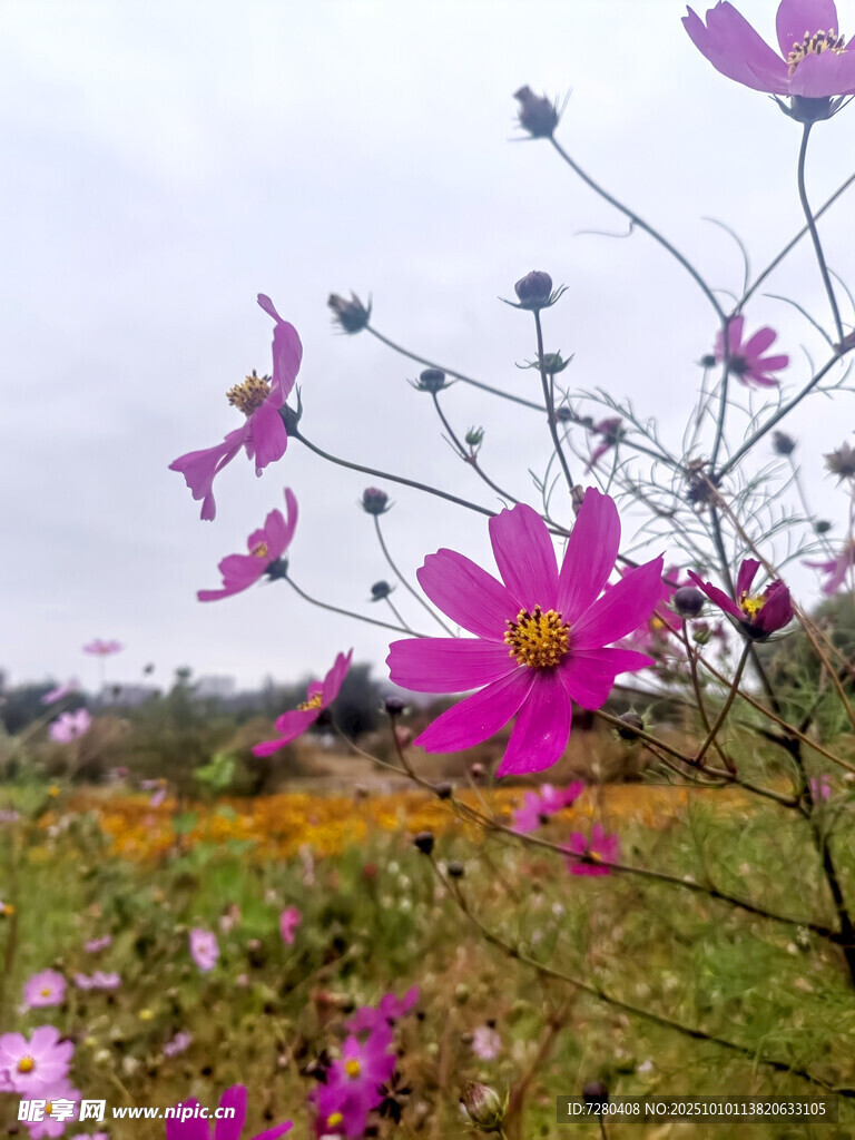 田野中的美丽波斯菊