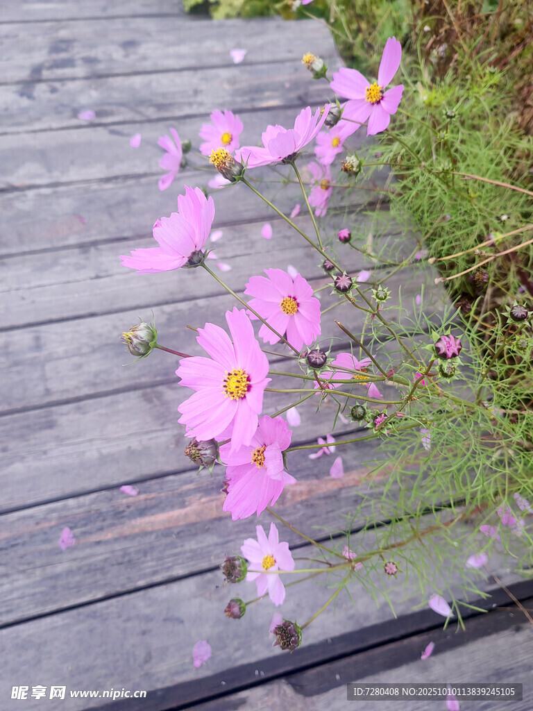 木板上散落的娇艳格桑花