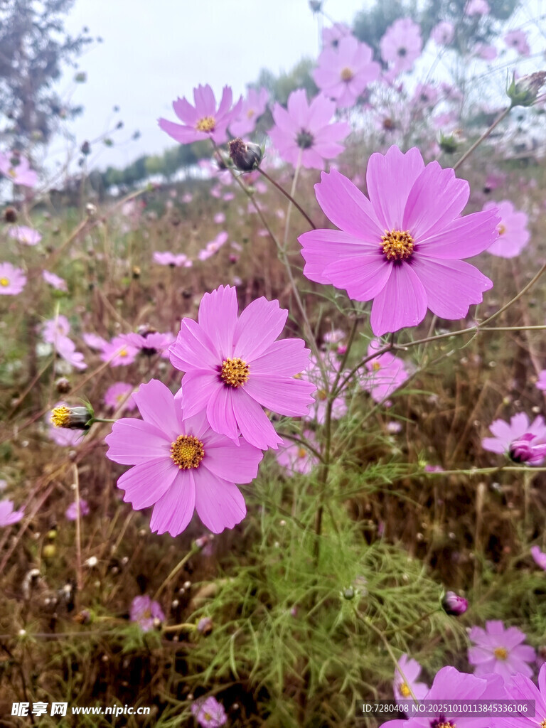 田野中的美丽粉色波斯菊