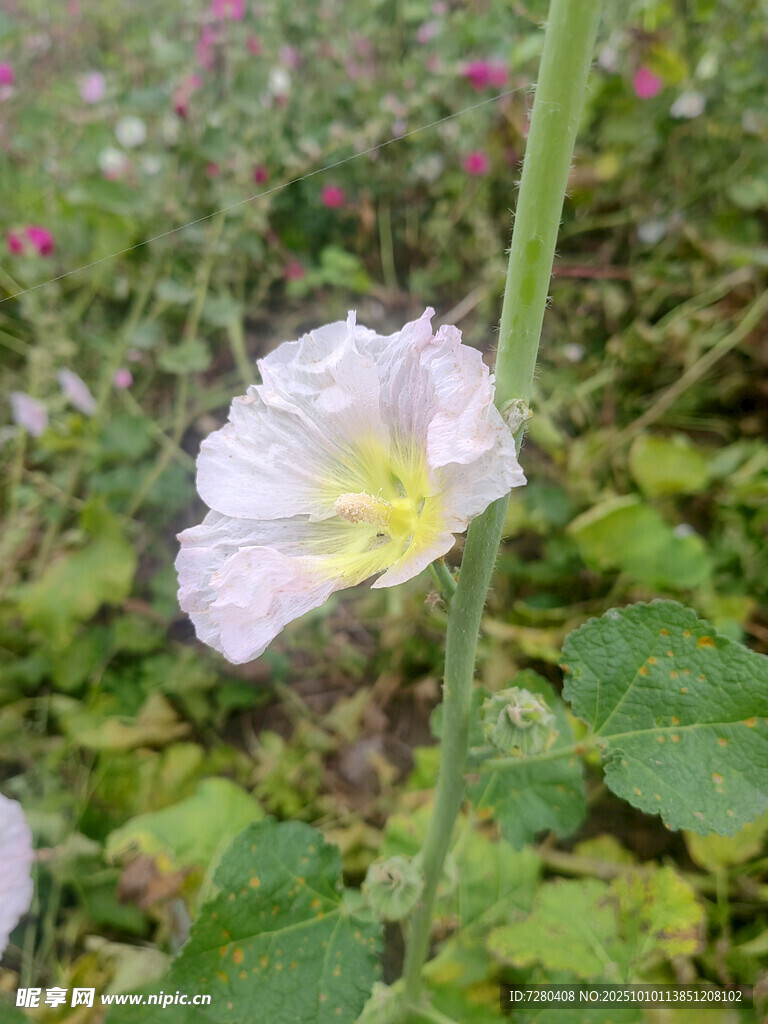 白色花朵绽放于绿叶间