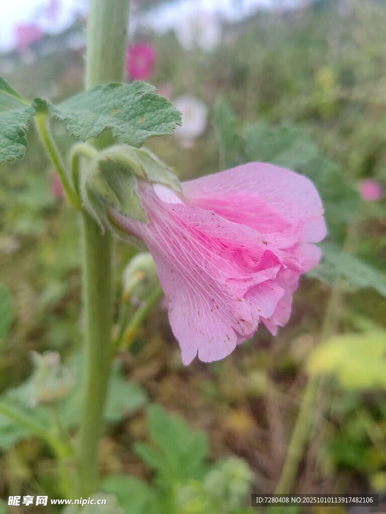 带露粉色蜀葵花