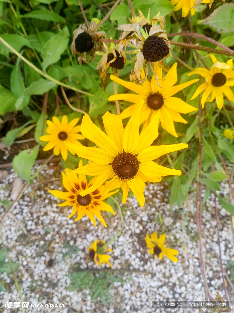 地上绽放的黄色黑心菊