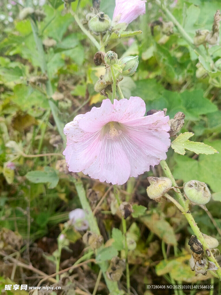 粉色蜀葵花绽放于草丛