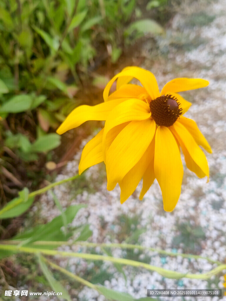 黄色黑心菊特写