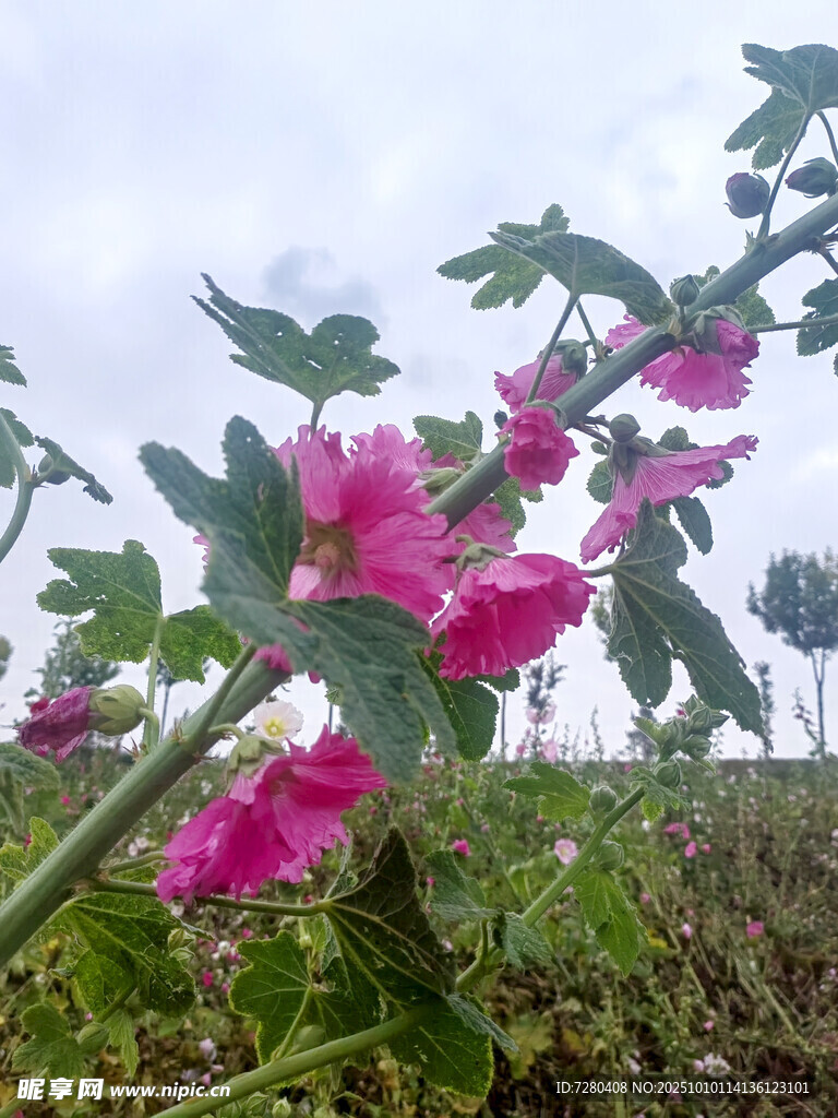 绽放的粉色木槿花