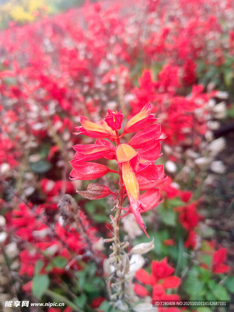 鲜艳红色花卉特写