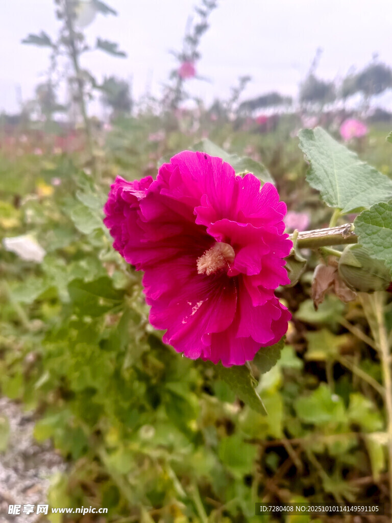 娇艳绽放的粉色蜀葵花