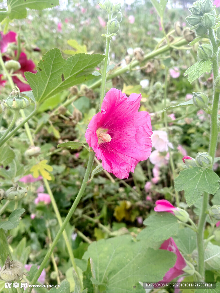 绽放的粉色蜀葵