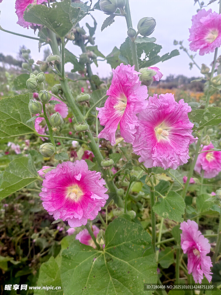 娇艳蜀葵花绽放