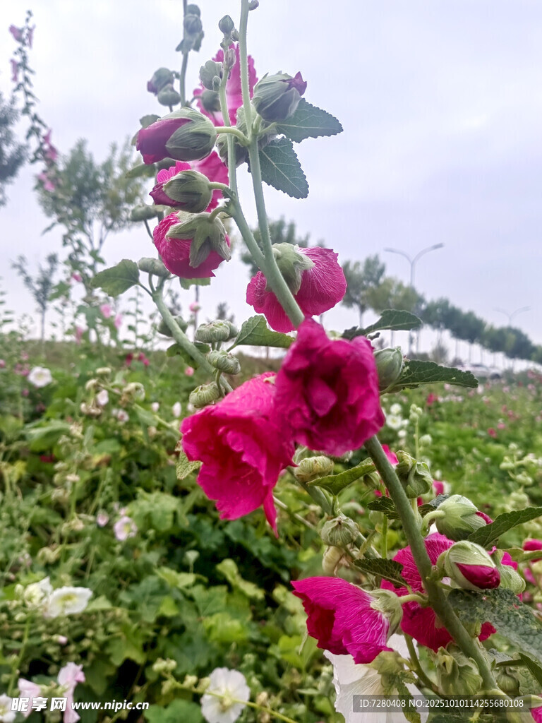 蜀葵花田绽放美丽花朵