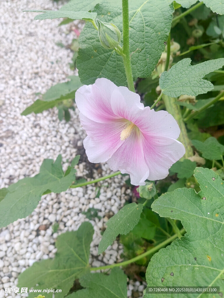 粉色木槿花绽放于绿叶间