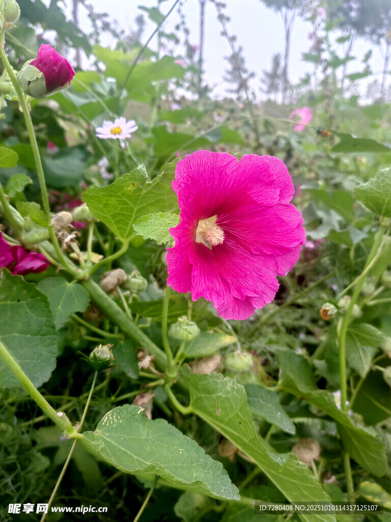 娇艳木槿花绽放绿叶间
