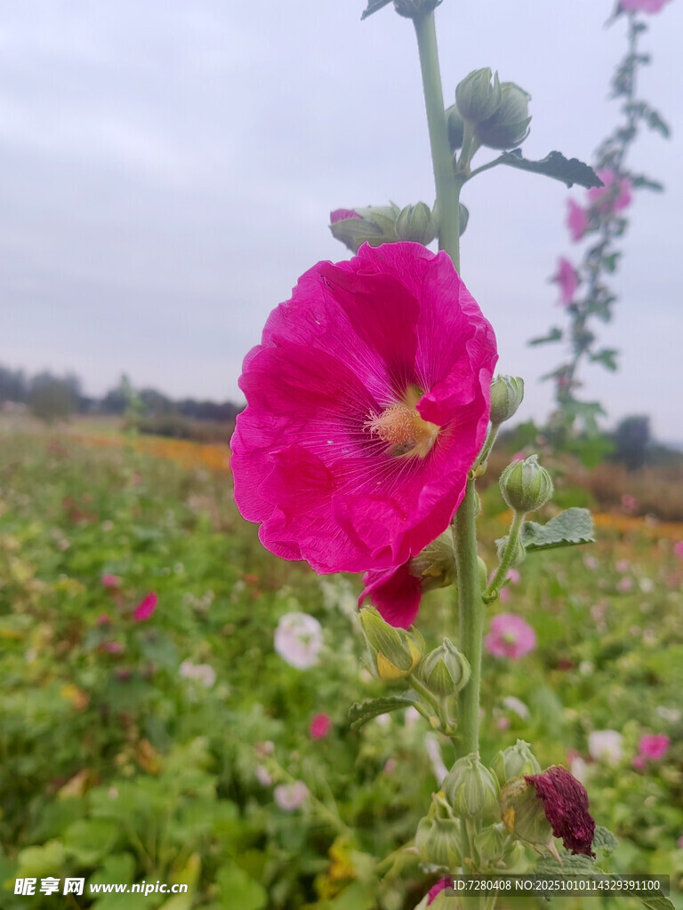 田野中绽放的艳丽蜀葵花