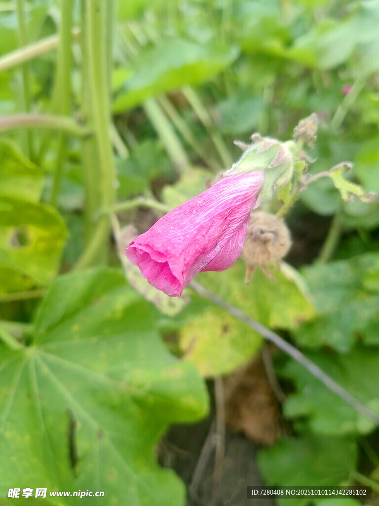 粉色绽放的蜀葵花