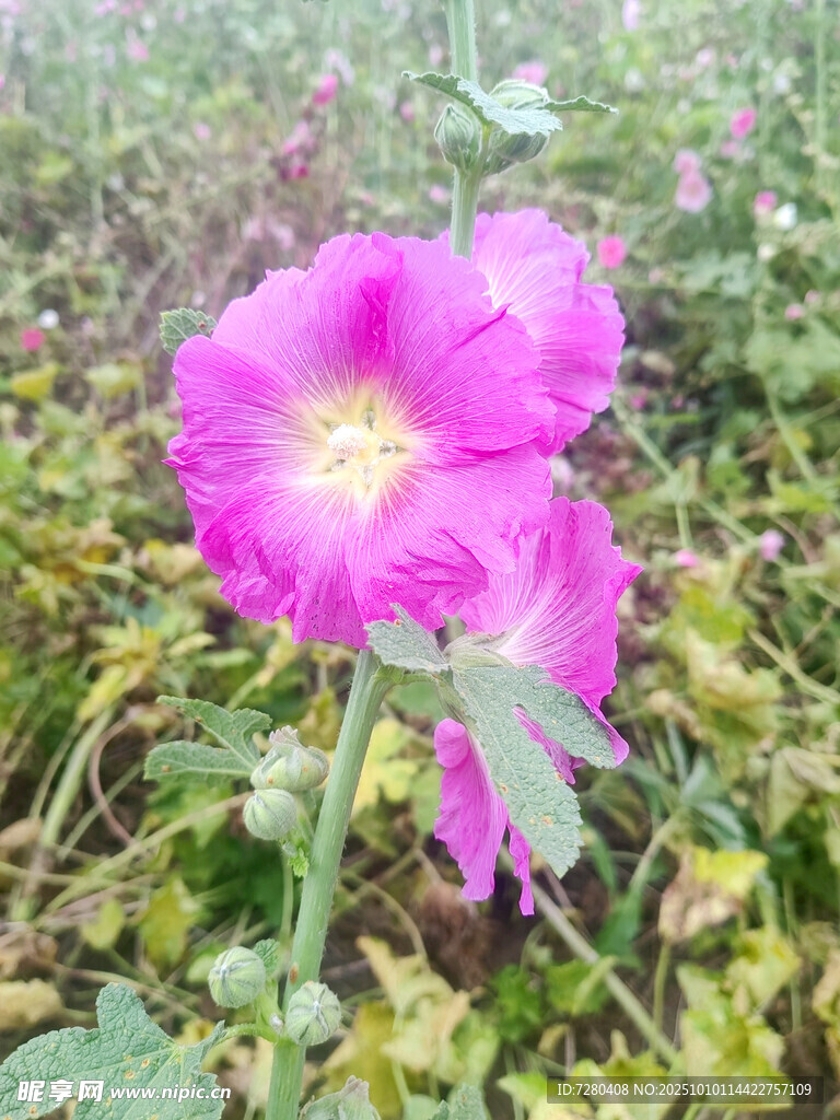 娇艳绽放的粉色花朵
