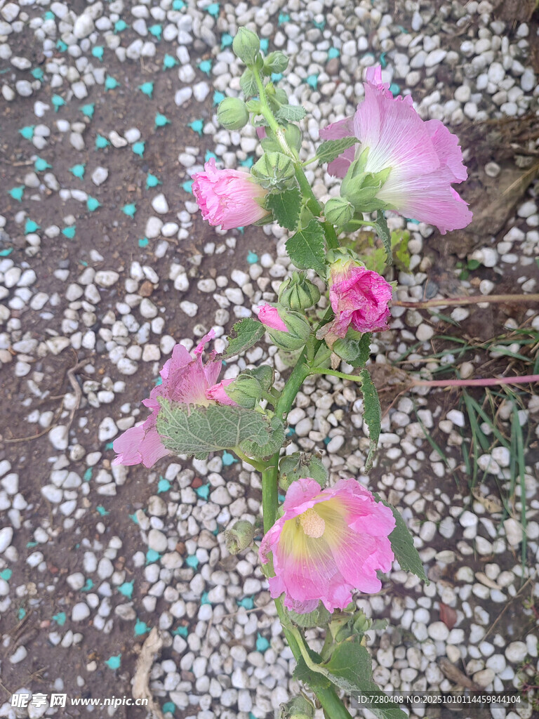 粉色蜀葵绽放于五彩碎屑间