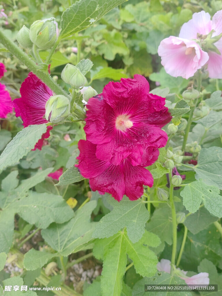娇艳木槿花绽放