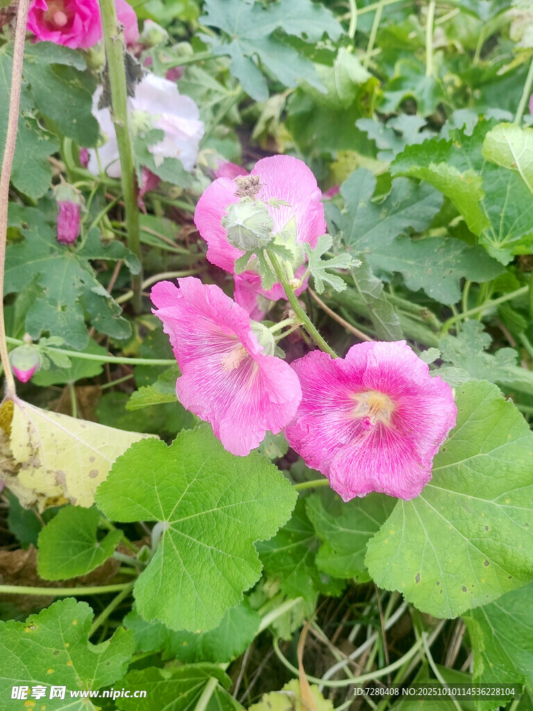 娇艳粉色花朵绽放绿叶间
