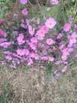 粉色花朵盛开于草地
