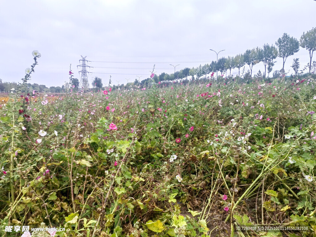 田野中的繁茂植物景观
