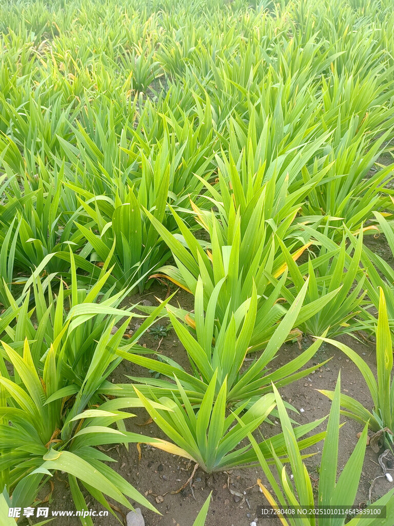 翠绿凤梨苗种植地