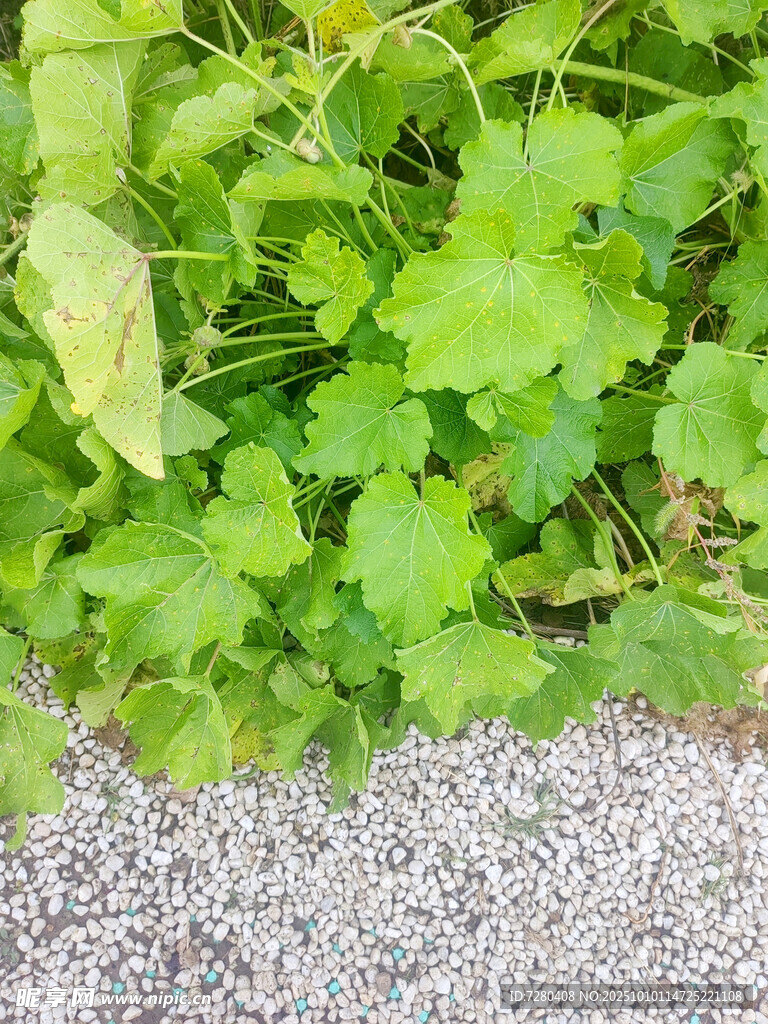 绿叶与碎石的自然景致