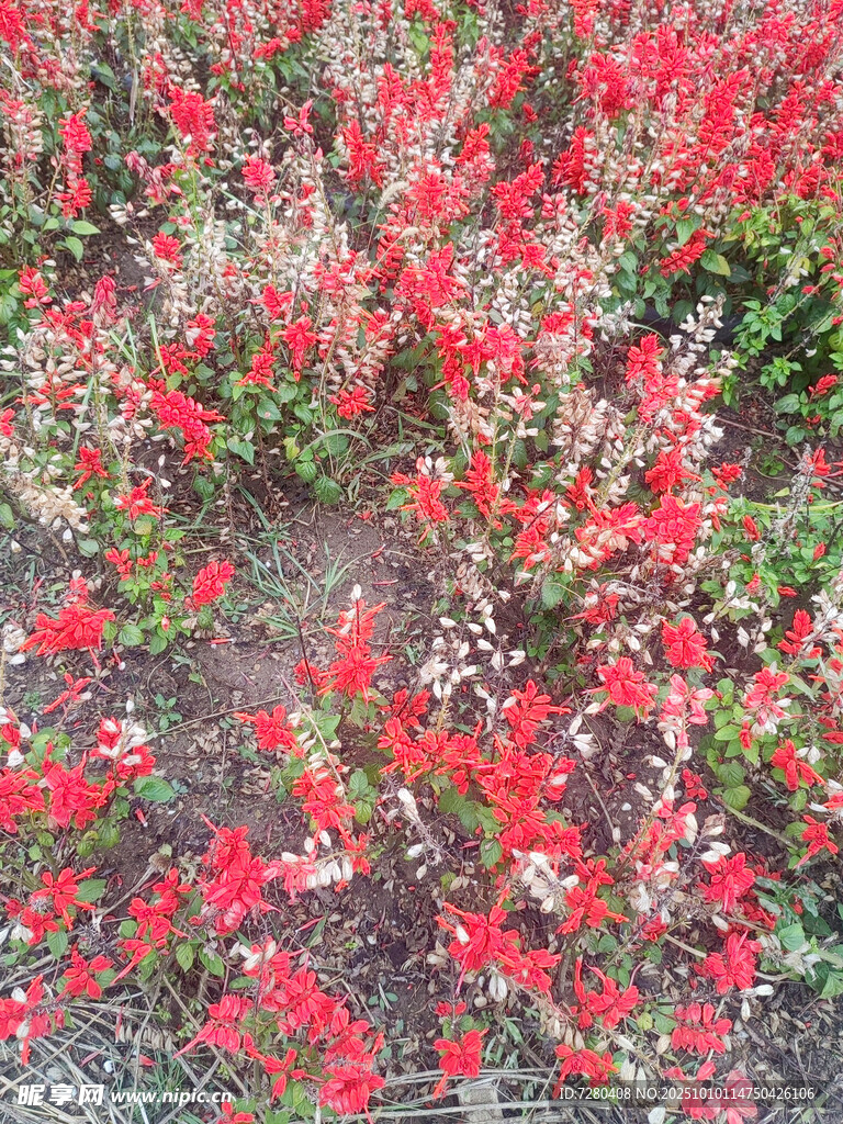 艳丽花丛绽放美丽姿态