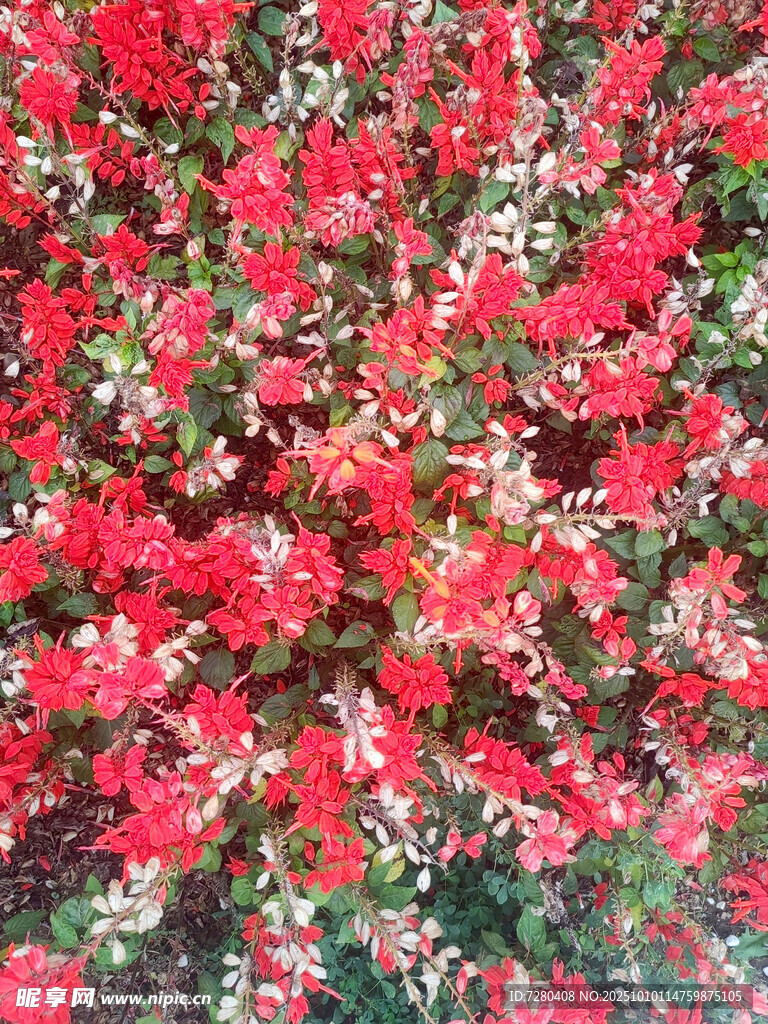 艳丽花丛绽放迷人色彩
