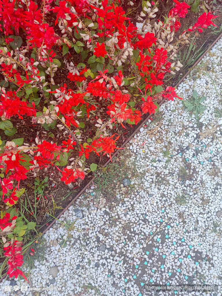 红色花卉与灰色地面景观