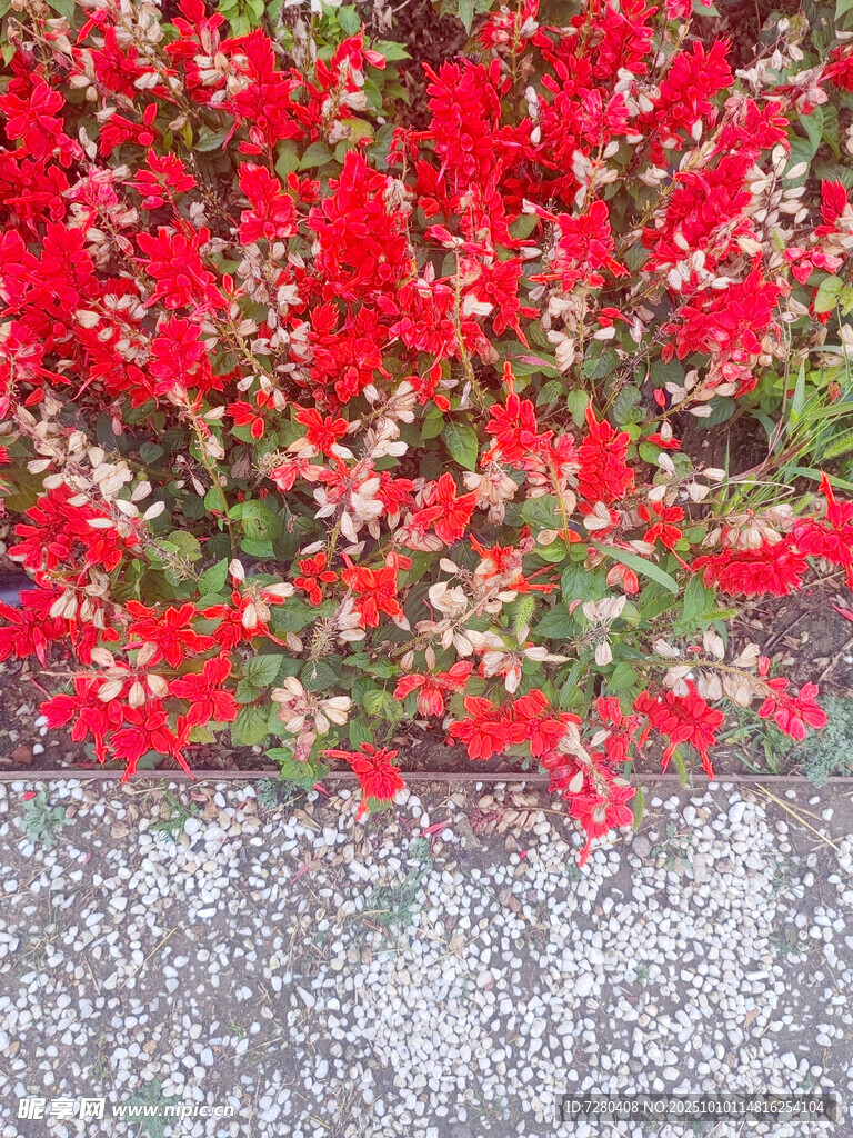 鲜艳红花簇拥于地面