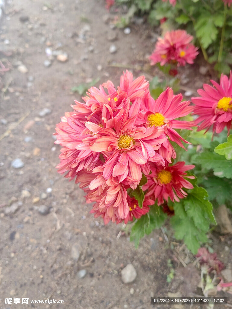 娇艳绽放的粉色菊花