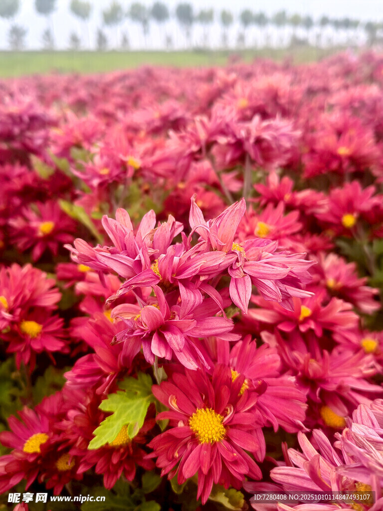 艳丽盛放的粉色菊花花海