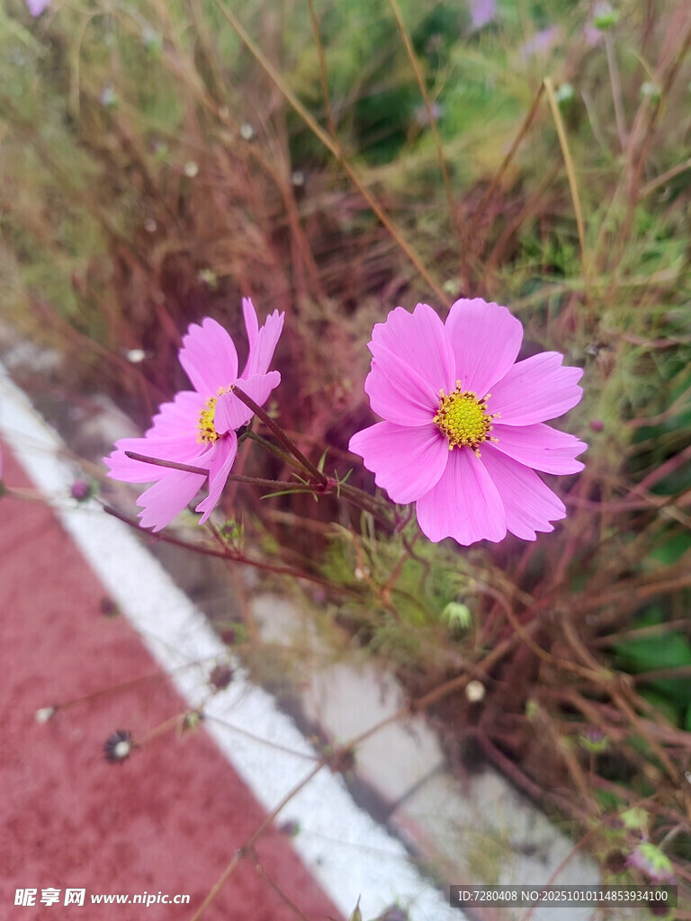 跑道边绽放的粉色格桑花