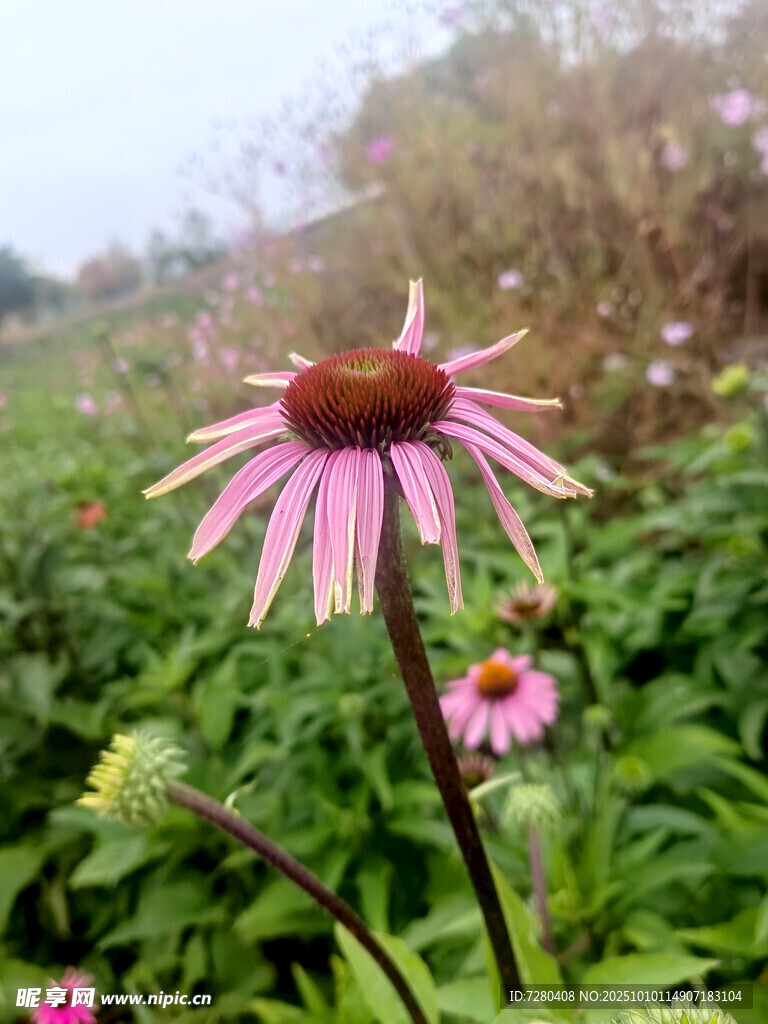 野外绽放的美丽紫锥菊