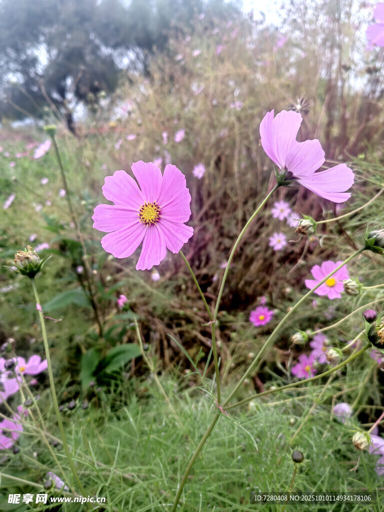 田野中的美丽波斯菊