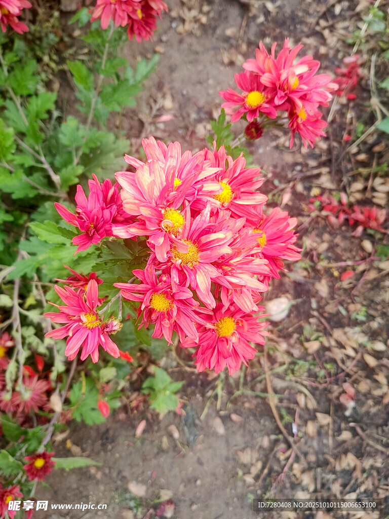 艳丽粉色菊花绽放