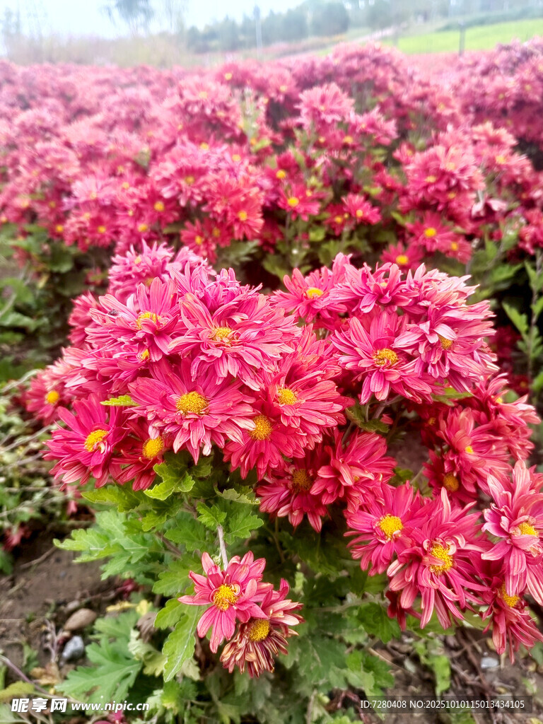 艳丽盛放的粉色菊花