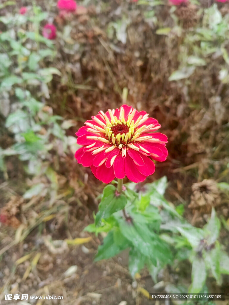 娇艳绽放的红色条纹花朵