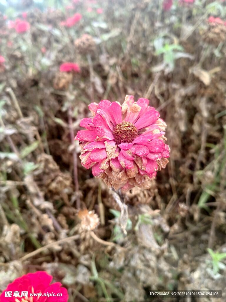 枯萎花丛中的粉色花朵