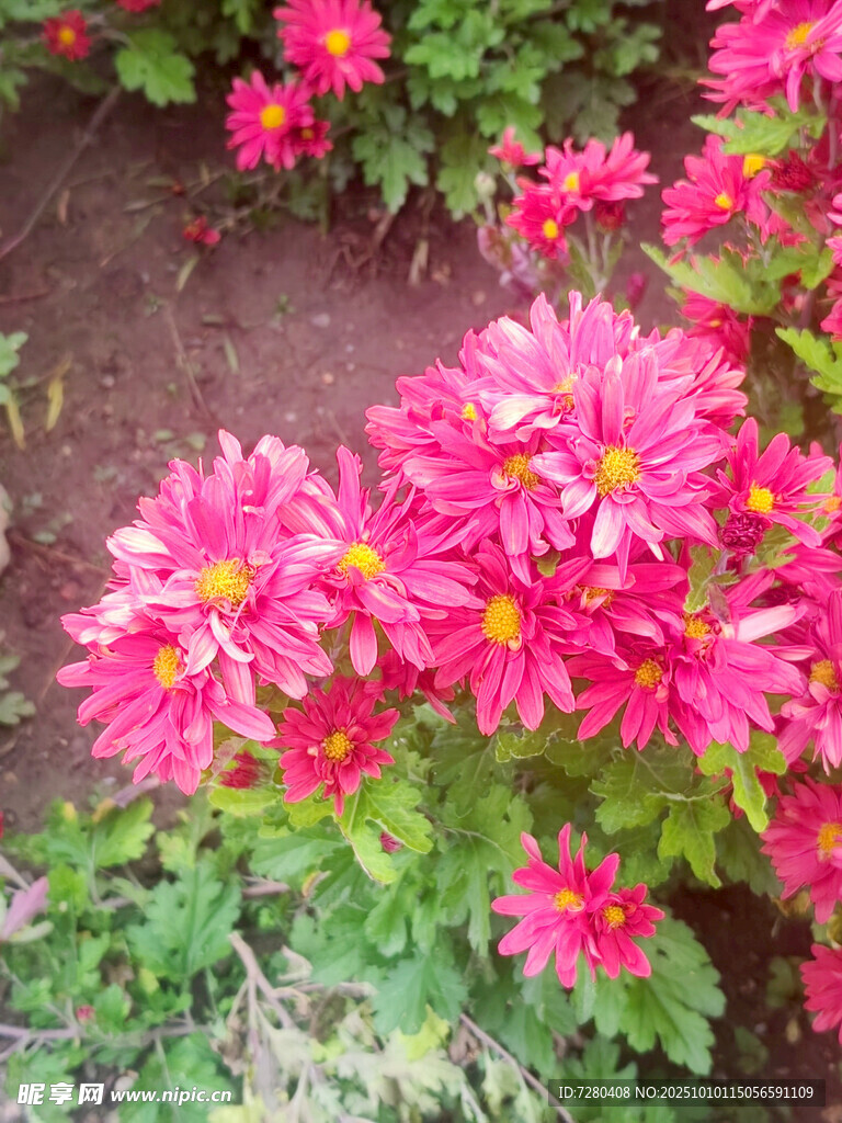 艳丽绽放的粉色菊花