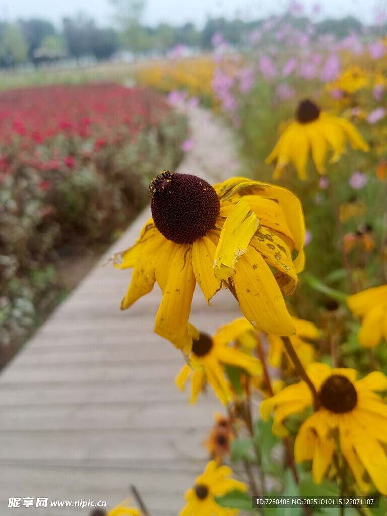 小径旁盛放的美丽黑心菊