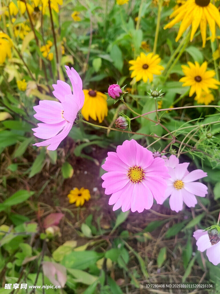 粉色雏菊与黄色小花绽放