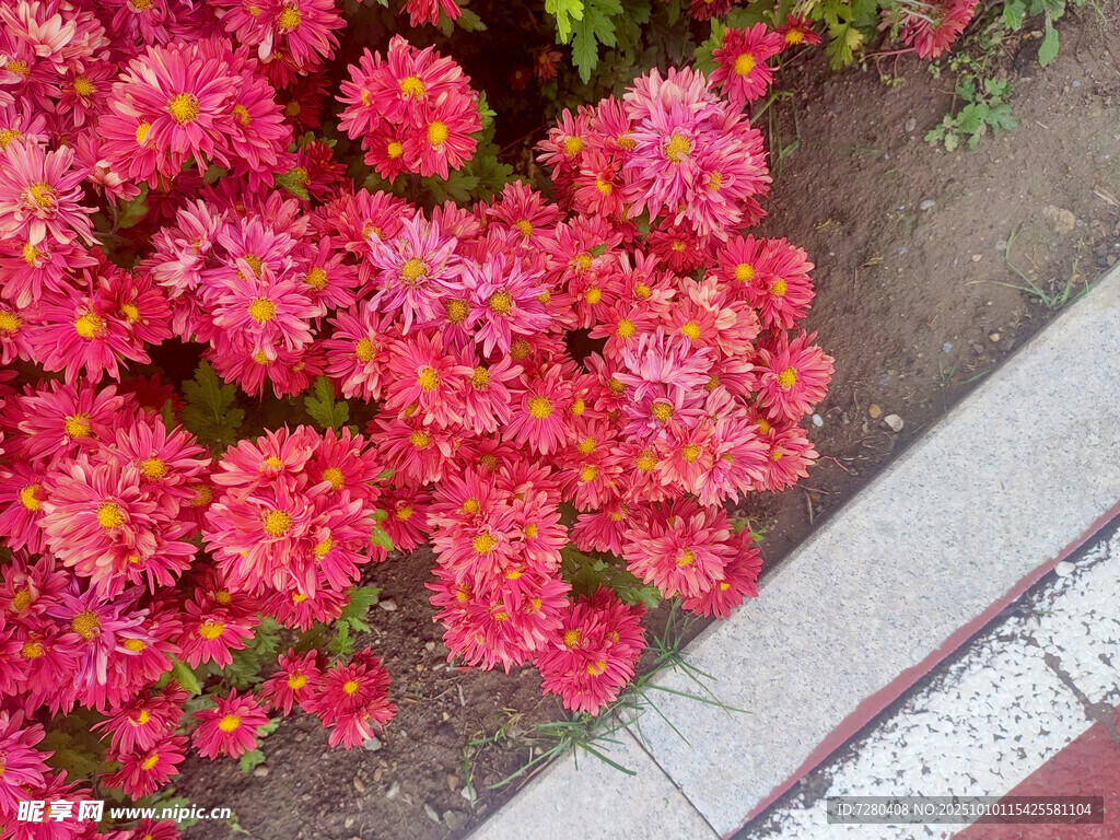 鲜艳绽放的多彩花卉
