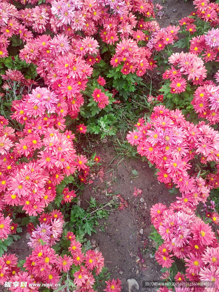 粉色绚烂花卉景观