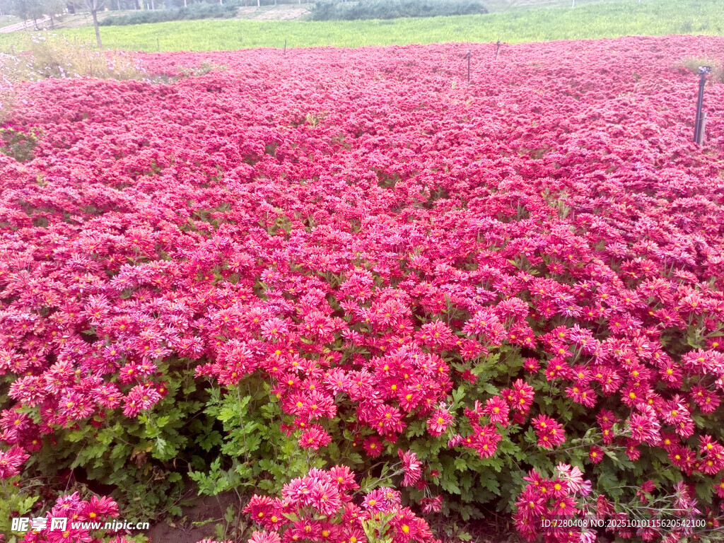 绚烂花海粉色花卉绽放