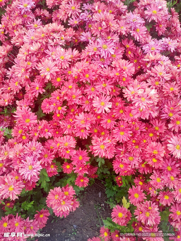 粉色繁花绽放