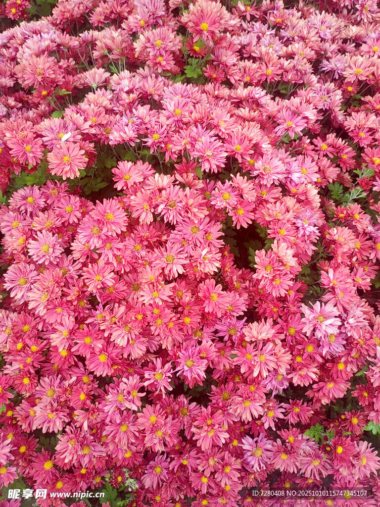 粉色繁花绽放