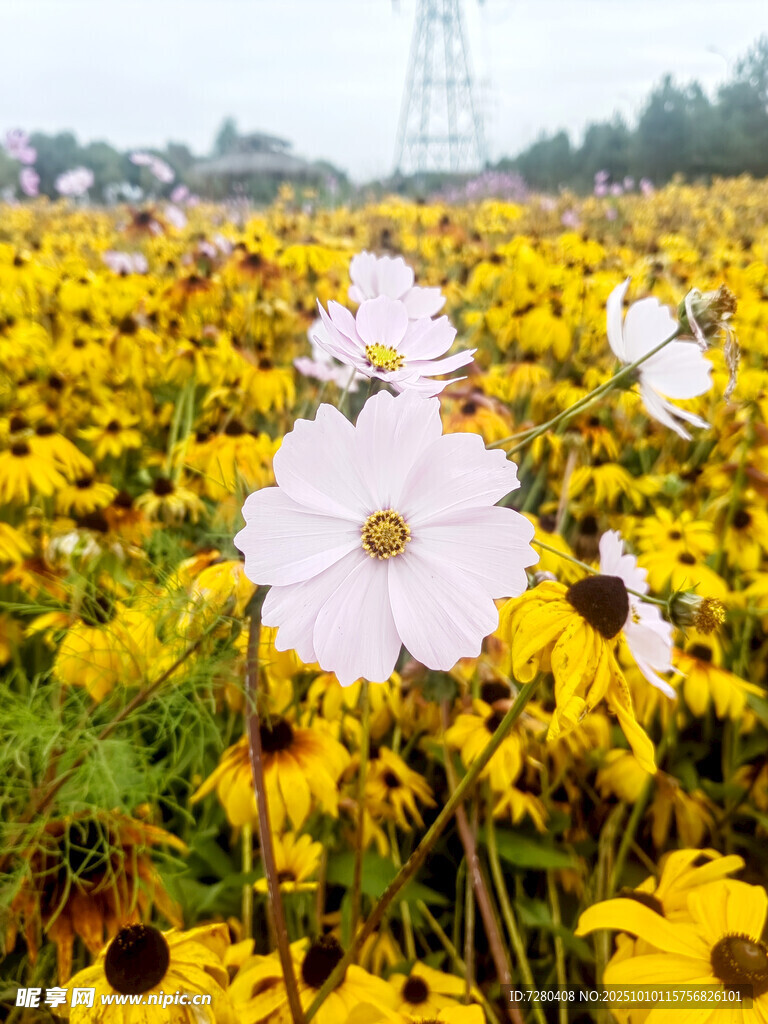 花海中的白色花朵绽放