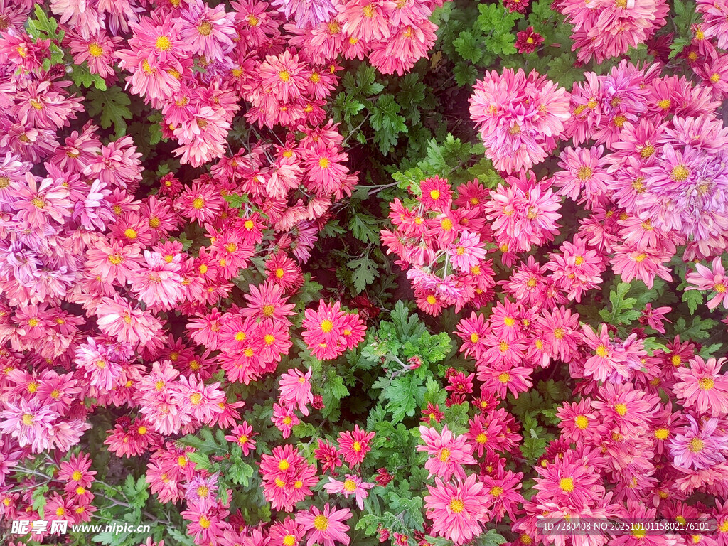 粉色繁花锦簇的美丽景象